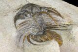 Bargain, Spiny Kolihapeltis Trilobite - Rare Species #141787-4